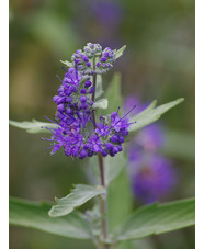 Caryopteris × clandonensis 'Longwood Blue'