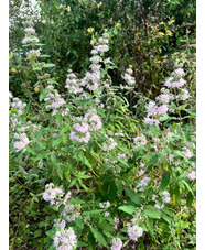 Caryopteris x clandonensis [Pink Perfection] ('Lisspin')