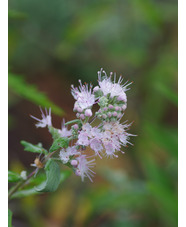 Caryopteris x clandonensis [Pink Perfection] ('Lisspin')