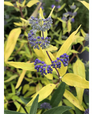 Caryopteris x clandonensis 'Worcester Gold'