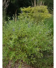 Caryopteris x clandonensis 'Worcester Gold'