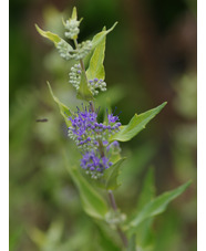 Caryopteris x clandonensis 'Worcester Gold'