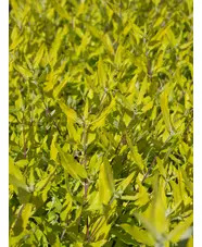 Caryopteris x clandonensis 'Worcester Gold'