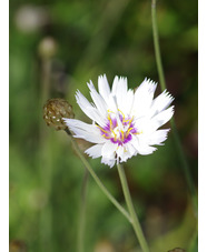 Catananche caerulea 'Alba'