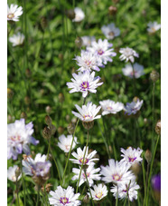 Catananche caerulea 'Alba'