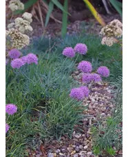 Allium senescens subsp. glaucum