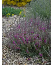 Teucrium marum