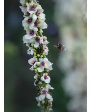 Verbascum chaixii