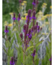 Verbena macdougalii