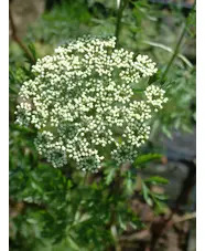 Cenolophium denudatum