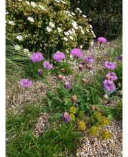 Centaurea 'John Coutts'