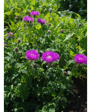 Centaurea 'John Coutts'