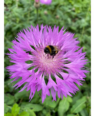 Centaurea 'John Coutts'