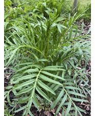 Centaurea ruthenica