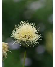 Centaurea ruthenica