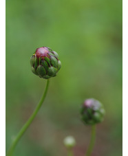 Centaurea ruthenica