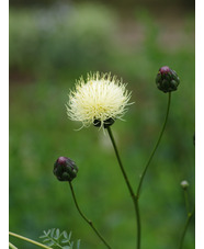 Centaurea ruthenica