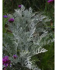 Centaurea 'Silver Feather'
