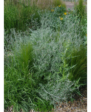 Centaurea 'Silver Feather'