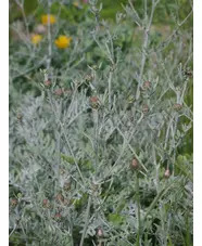 Centaurea 'Silver Feather'