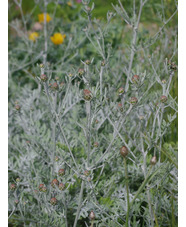 Centaurea 'Silver Feather'