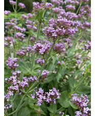 Centranthus lecoqii