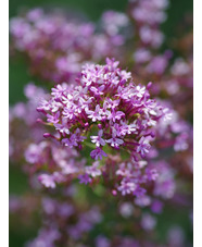 Centranthus lecoqii