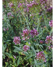 Centranthus lecoqii