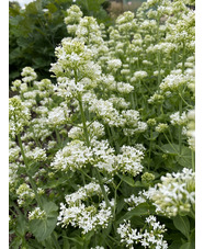 Centranthus ruber 'Albus'