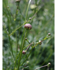Cephalaria balansae