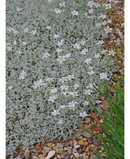 Cerastium tomentosum var. columnae