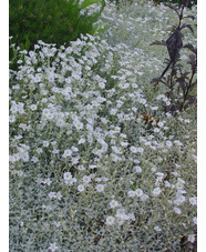 Cerastium tomentosum var. columnae