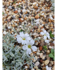 Cerastium tomentosum var. columnae