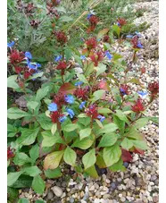 Ceratostigma plumbaginoides