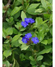 Ceratostigma plumbaginoides