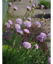 Armeria pungens