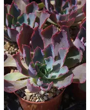 Echeveria shaviana 'Pink Frills'