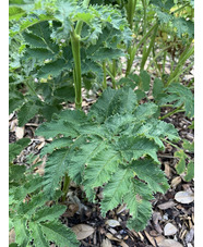 Chaerophyllum azoricum