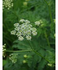 Chaerophyllum azoricum