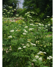 Chaerophyllum azoricum