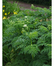 Chaerophyllum azoricum