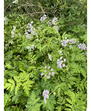 Chaerophyllum hirsutum 'Roseum'