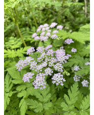 Chaerophyllum hirsutum 'Roseum'