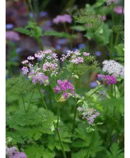 Chaerophyllum hirsutum 'Roseum'