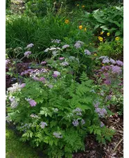 Chaerophyllum hirsutum 'Roseum'