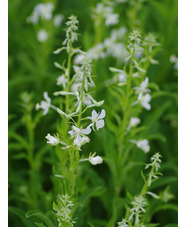 Epilobium canum 'Albiflorum'