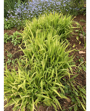 Chasmanthium latifolium