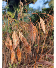 Chasmanthium latifolium