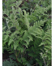 Cheilanthes lanosa