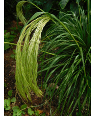 Chionochloa flavicans